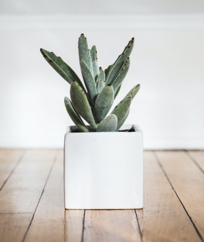 Minimalist Cube Ceramic Pot