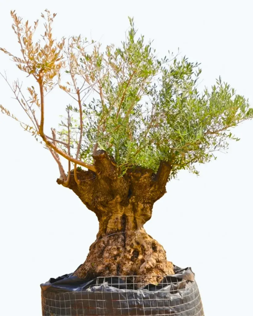 Olive tree